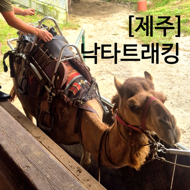  제주 동쪽 비올때 체험 해본 낙타트래킹 솔직 후기