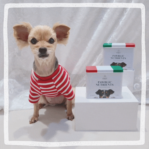  강아지 항산화제 추천 면역력 펫케어 노령견 애견 영양제