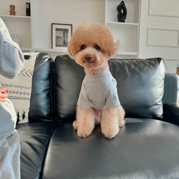 강아지의 데일리 룩, 리니몽 무지 티셔츠가 딱이에요!
