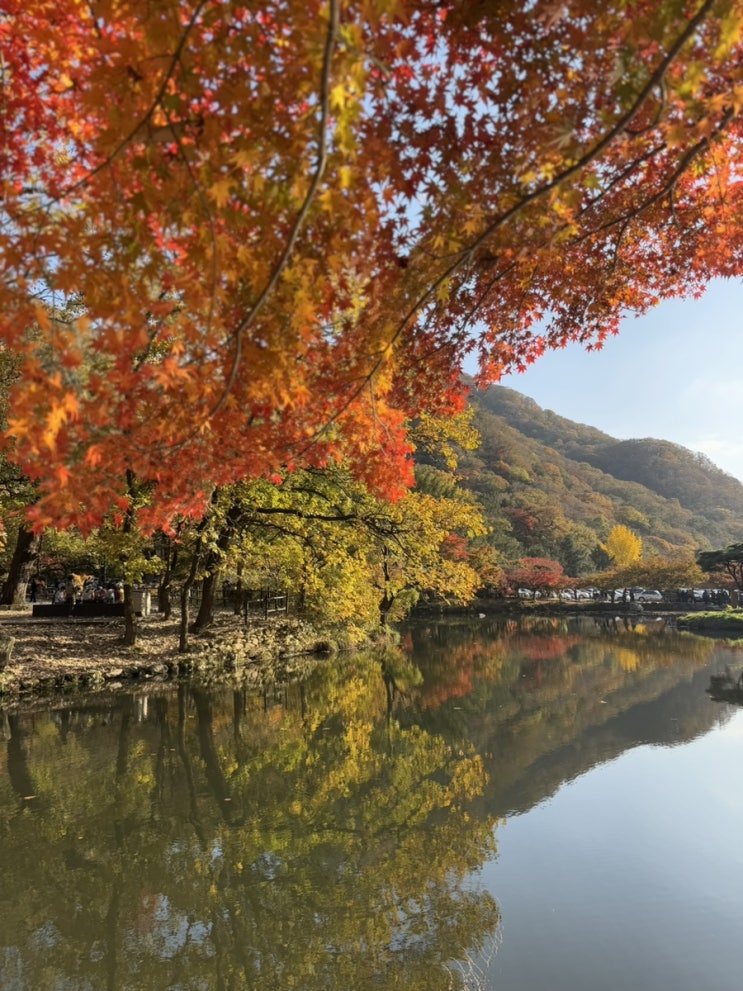  장성 백양사 실시간 단풍 현황 24.11.13. 주차장, 포토존 추천