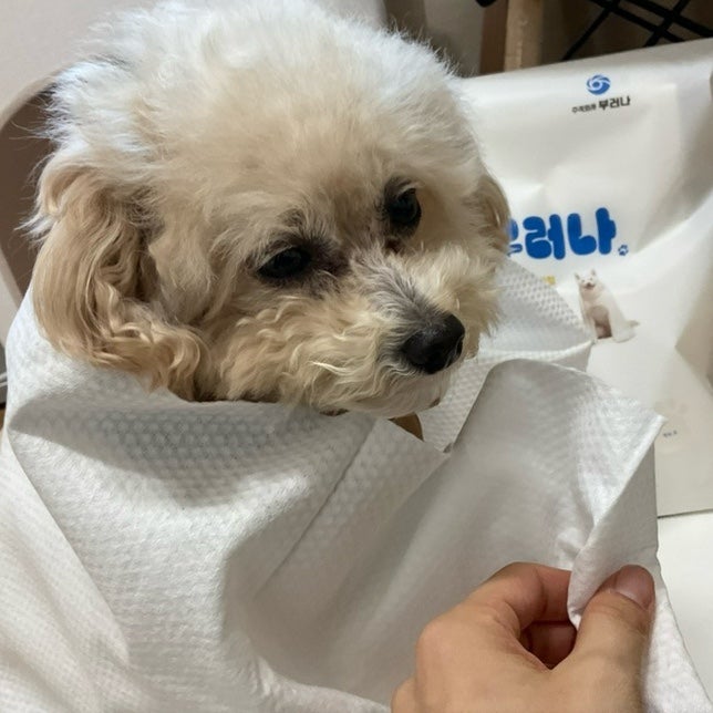 강아지타올 하루 3회 쓰는 김원효 강아지수건 개부러나