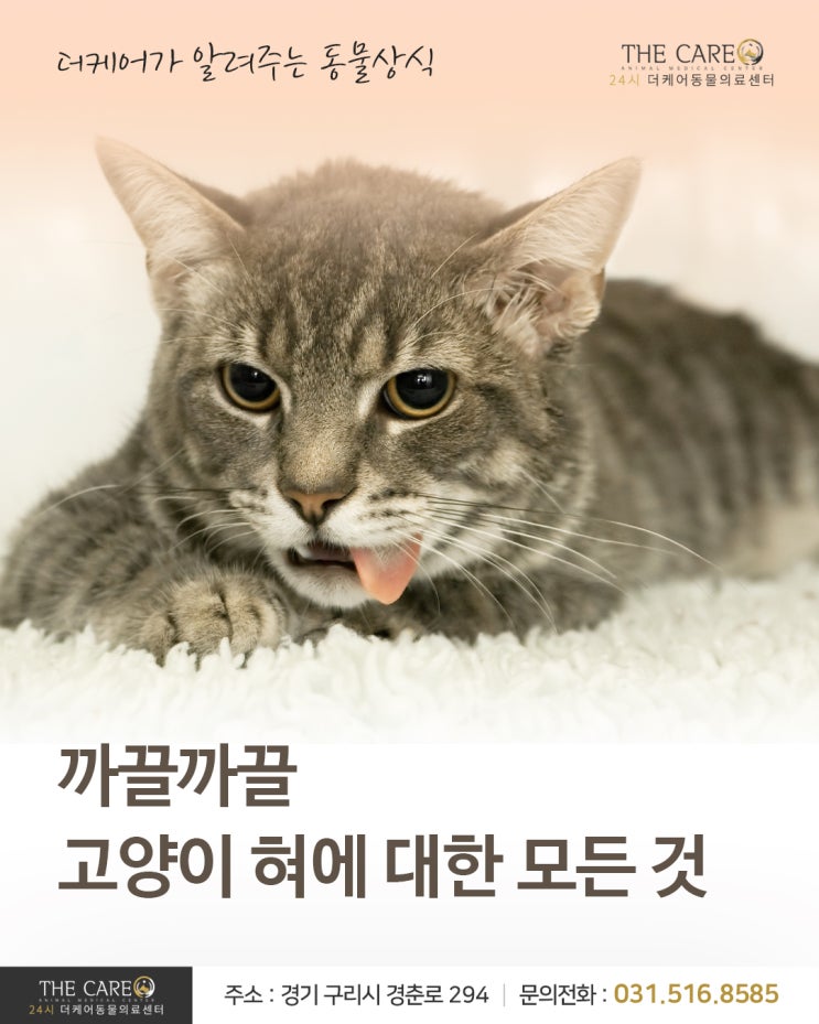  [24시더케어동물의료센터] 까끌까끌 고양이 혀에 대한 모든 것