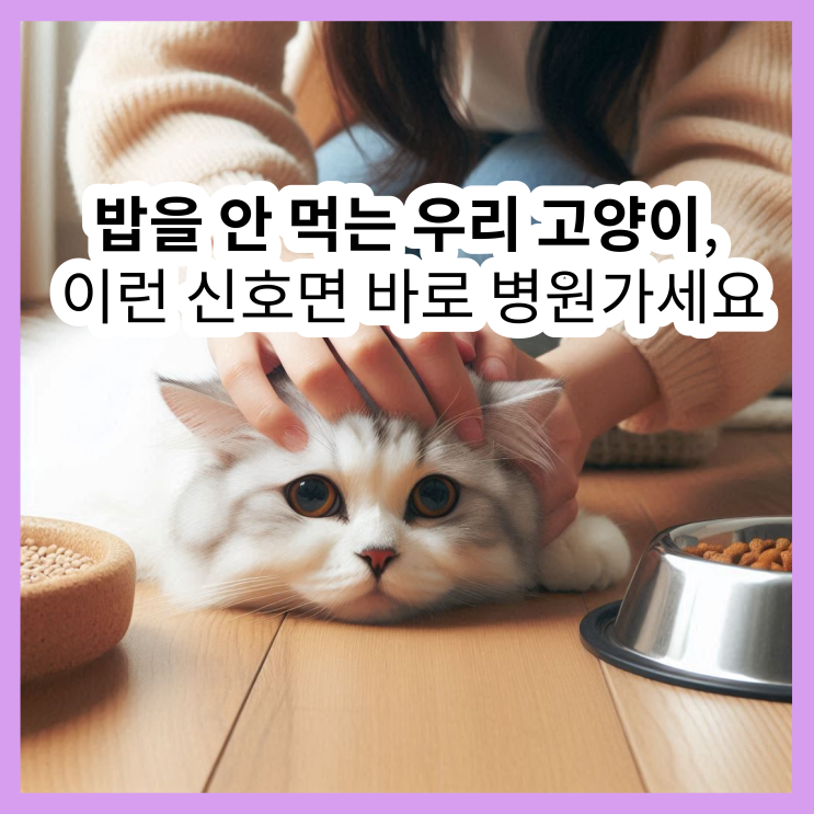  고양이 식음전폐, 당장 병원 방문해야 하는 이유