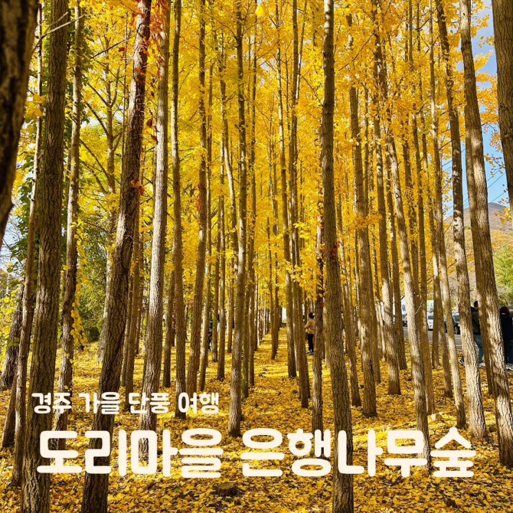  경주 가을 단풍 여행 도리마을 은행나무 숲 실시간 단풍상황 주차장