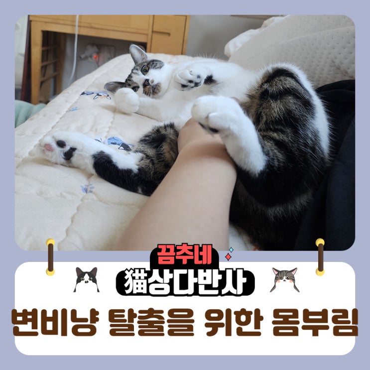  고양이변비 토끼똥 탈출을 위한 몸부림 사료교체