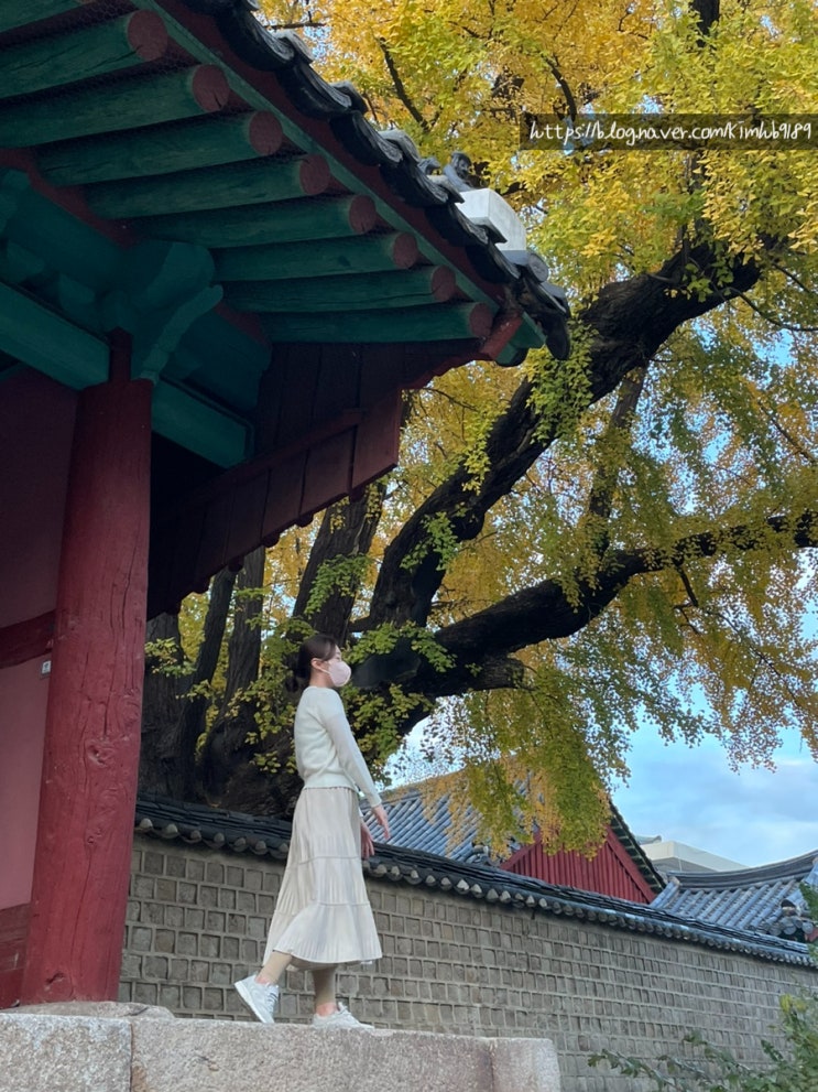  11월 서울 혜화 단풍명소 성균관 명륜당 실시간 은행나무랑 포토존