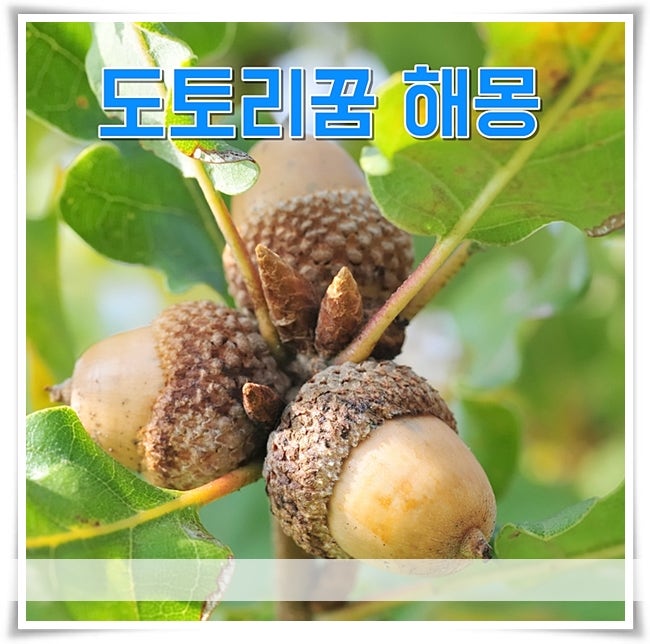 도토리꿈 해몽 황금색도토리꿈 도토리싹꿈 풀이