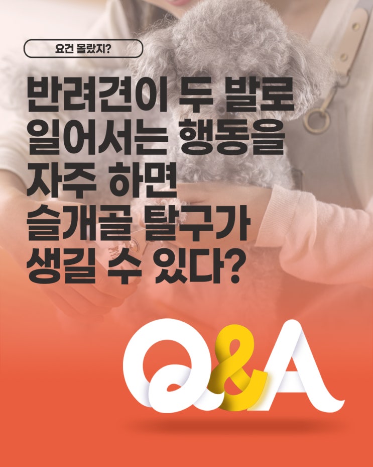  [더케어 Q&A] 반려견이 두 발로 일어서는 행동을 자주 하면 슬개골 탈구가 생길 수 있다?