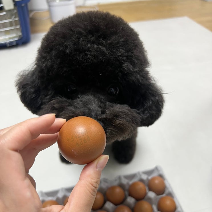  강아지 맥반석 계란 먹어도 되나요?