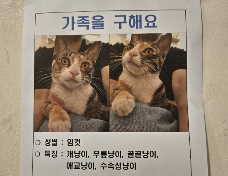  길냥이출신 윌리 너와의 첫만남