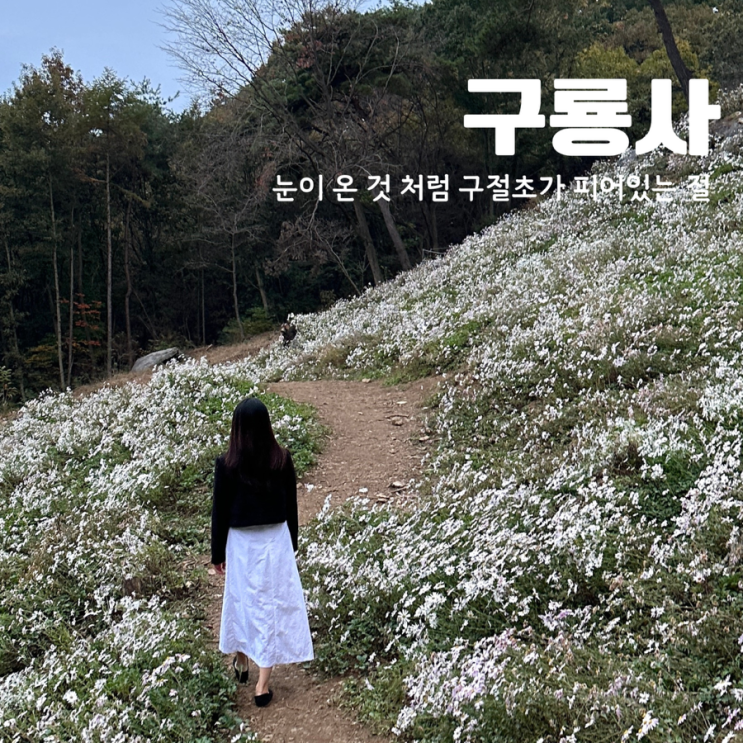  공주 구룡사 구절초 눈 내린 세상 가을 여행 가볼만한 곳