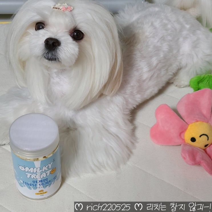  강아지 동결건조 간식 휘게팜 산양유 트릿 후기