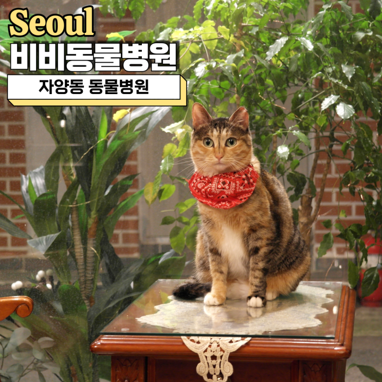  자양동 동물병원 추천, 비비동물병원에서 고양이 건강검진 후기(비용, 시간, 항목)