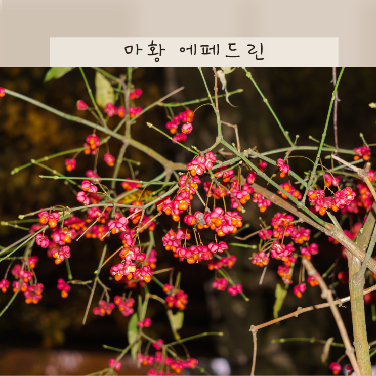 마황 에페드린 효능 부작용 및 다이어트 한약 성분