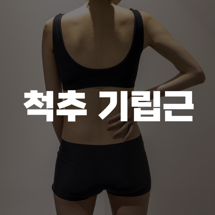 허리와 척추 기립근: 자세와 허리 운동의 중심 허리와 척추 기립근: 자세와 허리 운동의 중심