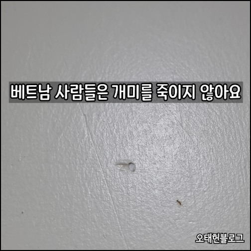 베트남 개미약 추천, 베트남 사람들은 개미를 신경쓰지 않는다.