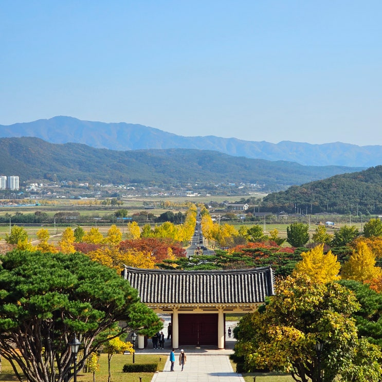  경주 통일전 은행나무 명소 11월 가볼만한 곳