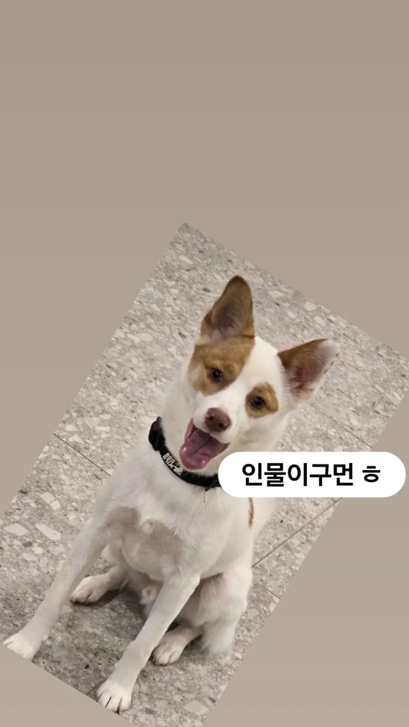 딩고코리아 반려견교육센터 애견훈련 애견유치원 애견호텔