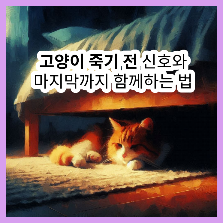  고양이 죽을 때 나타나는 신호부터 이별 준비까지