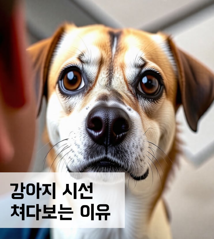  강아지 시선 쳐다보는 이유에 대해서