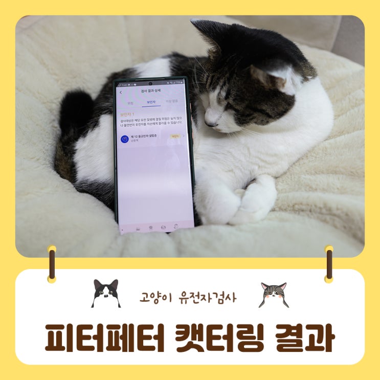  집에서 확인하는 고양이 유전자검사 피터페터 캣터링 검사결과 확인