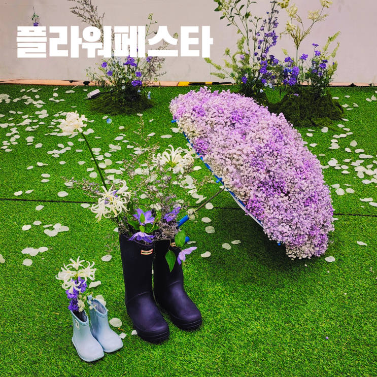  2024 양재 플라워 페스타 서울 가을 꽃 축제 방문 후기