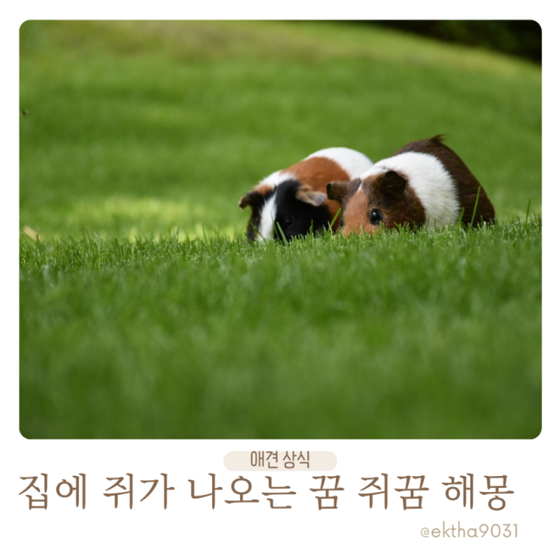 집에 쥐가 나오는 꿈 쥐가 많이 나오는 꿈 해몽