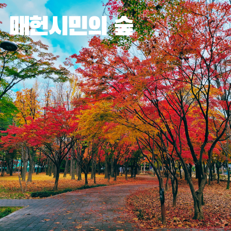  매헌시민의 숲 양재 시민의 숲 서울 가을 단풍 나들이 명소 가볼만한 곳