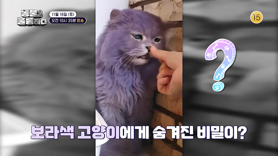 인투캣츠카페 사진 4