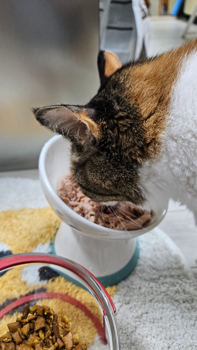 다이소 추천템 가성비 고양이간식 몬스터굿라이프 시그니처 주식캔 : 네이버 블로그