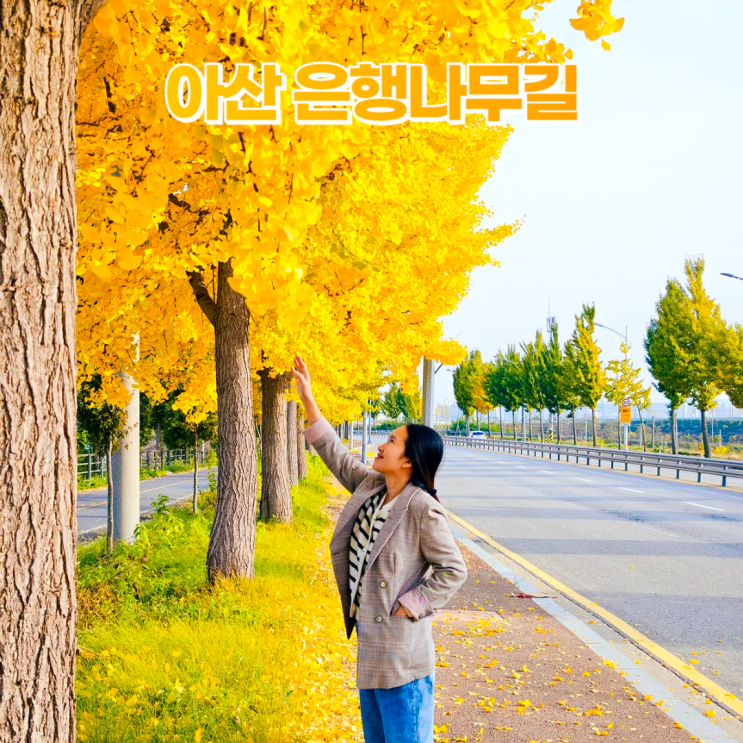 아산 곡교천 은행나무길 주차 (야영장 임시주차장) 아산 곡교천 은행나무길 주차 (야영장 임시주차장)