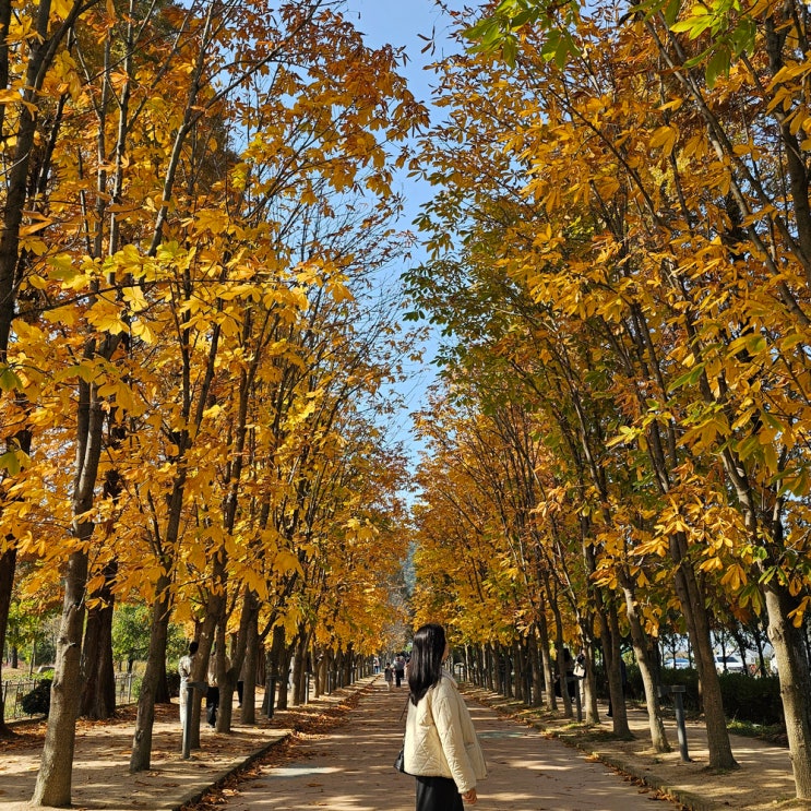  경주천년의숲 산림환경연구원 단풍명소 주차 포토존