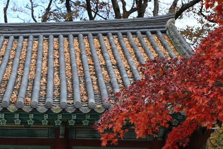 대전 동학사 단풍에 취하며 걷는 아름다운절터 햅쌀 놓고 소원성취