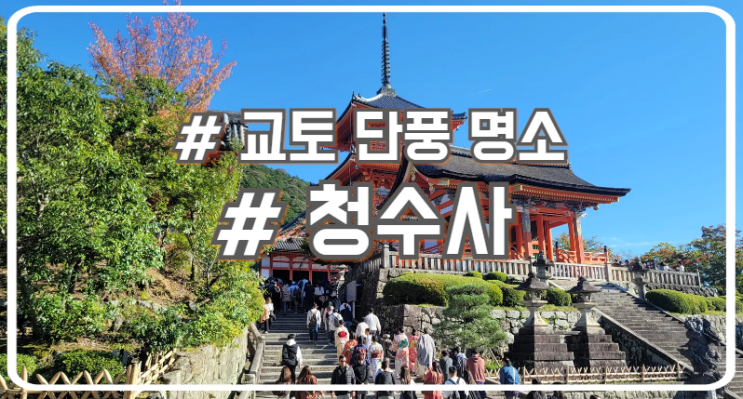  교토 단풍 명소 2024 청수사 개화 시기