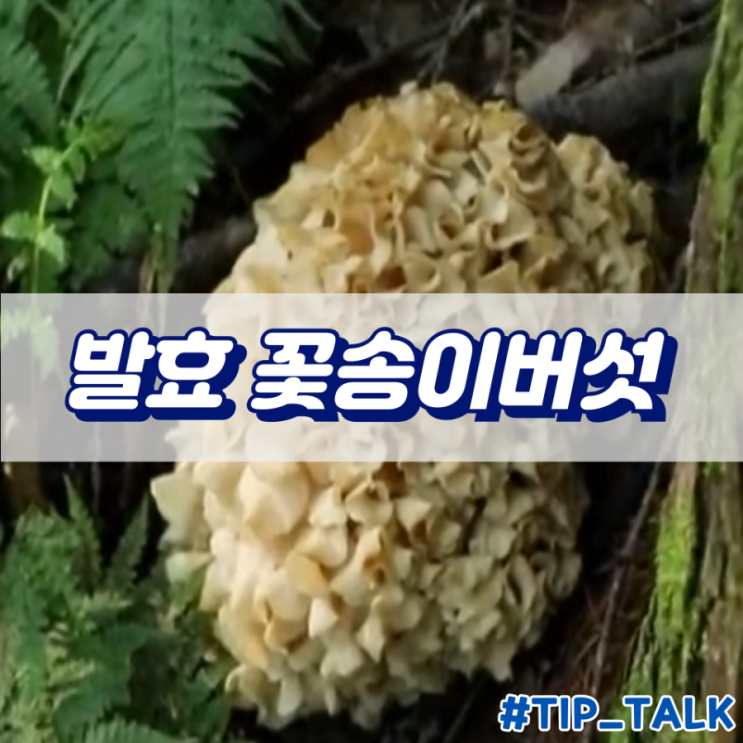  발효 꽃송이버섯 효소 효능과 부작용