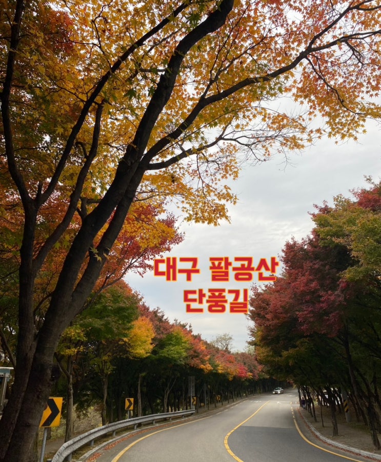 팔공산 단풍길