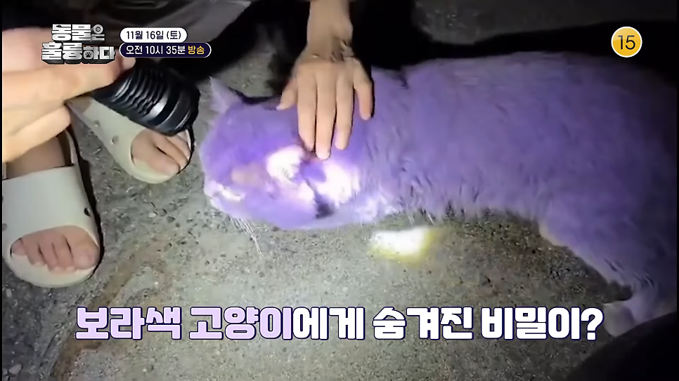 인투캣츠카페 사진 3