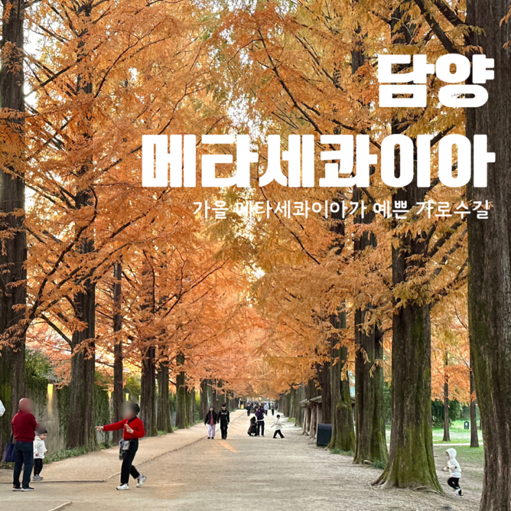  11월 가을 여행 담양 메타세콰이아 가로수길 주차장 입장료
