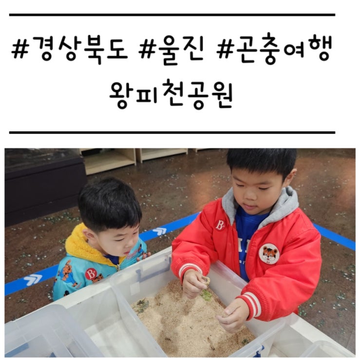  [경북/울진] '왕피천공원'에서 곤충 여행과 숲 놀이터를 한 번에! (솔직 후기)