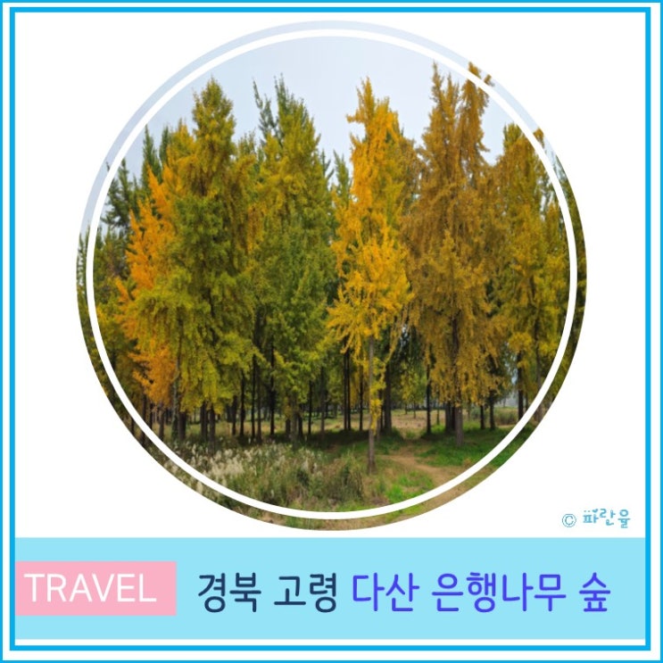  고령 다산 은행나무숲 대구 근교 단풍놀이 11월 가볼 만한 곳