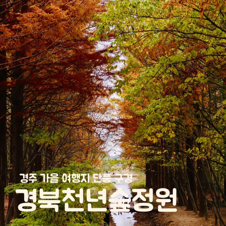  경주 가을 여행 경북천년숲정원 외나무다리 유명 포토존 단풍구경 주차장