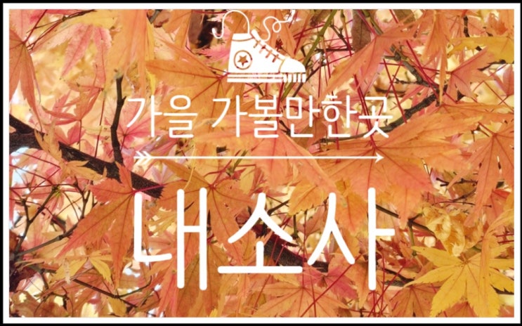  전국단풍명소 내소사 단풍 현황! 전나무숲에서 만나는 가을 감성 여행
