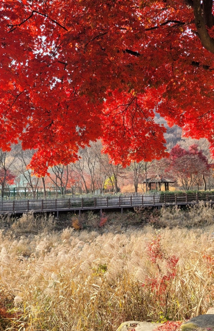  [경북 문경 여행] 한옥카페 화수헌 문경새재 뉴욕제과 가을나들이 단풍구경