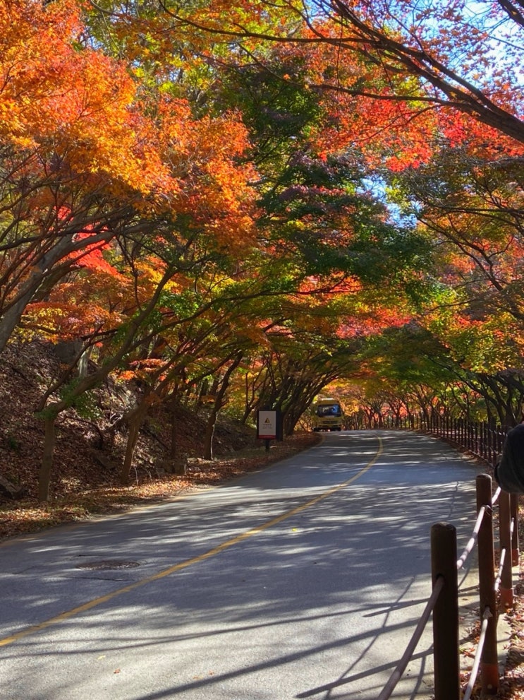  정읍 내장산 가을 여행 정보 단풍 상황 (11월 13일 수요일)