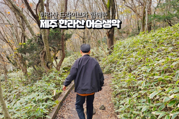  제주도 단풍 명소 한라산 어승생악 11월 단풍 드라이브