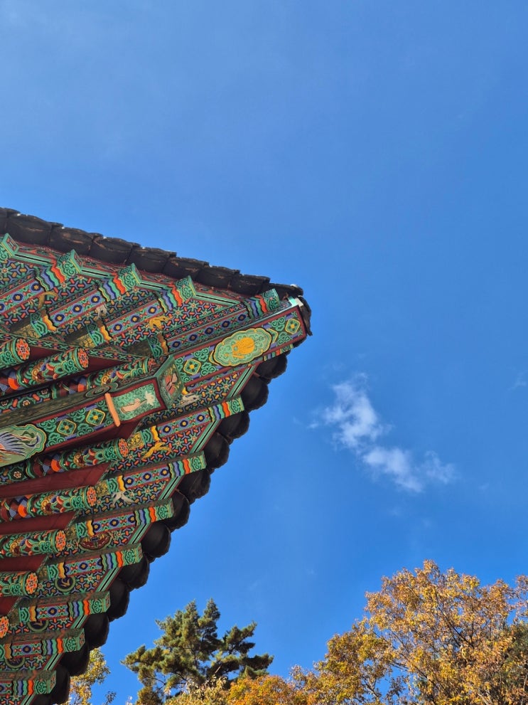  부산 근교 단풍 구경 가을 나들이 양산 내원사 단풍현황(11/16)