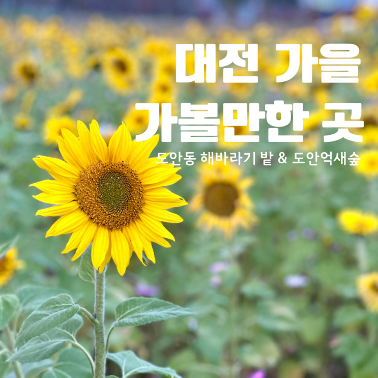  대전 가을 가볼만한 곳 도안동 해바라기밭 도안억새숲