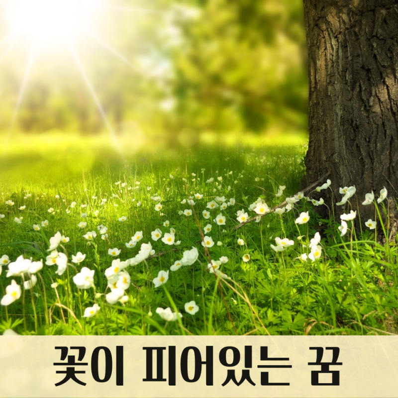 꽃이 피어있는 꿈, 꽃화분 선물 받는 꿈, 꽃화분 깨지는 꿈 : 꽃 꿈해몽