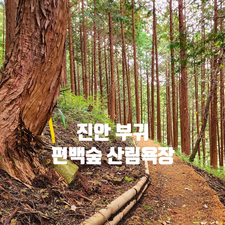 〔전북진안〕<솔이여행>진안 부귀 편백숲 산림욕장 - 산책하기 좋은 곳- 진안군 건의 사항