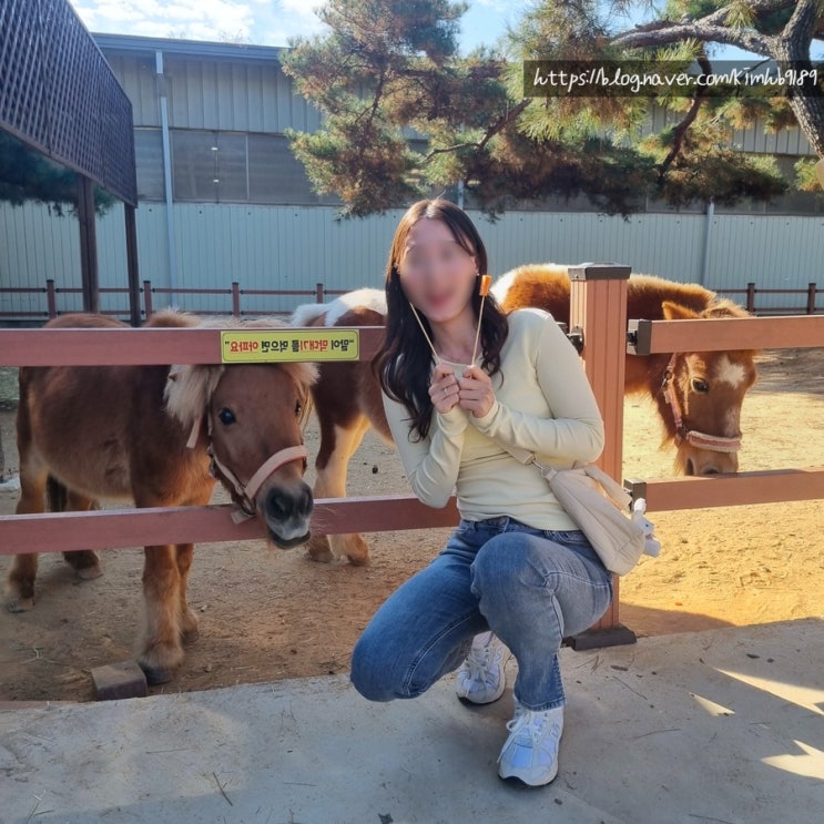  서울 근교 여행지 아이들이랑 가기 좋은 농협 안성팜랜드 입장료랑 할인정보